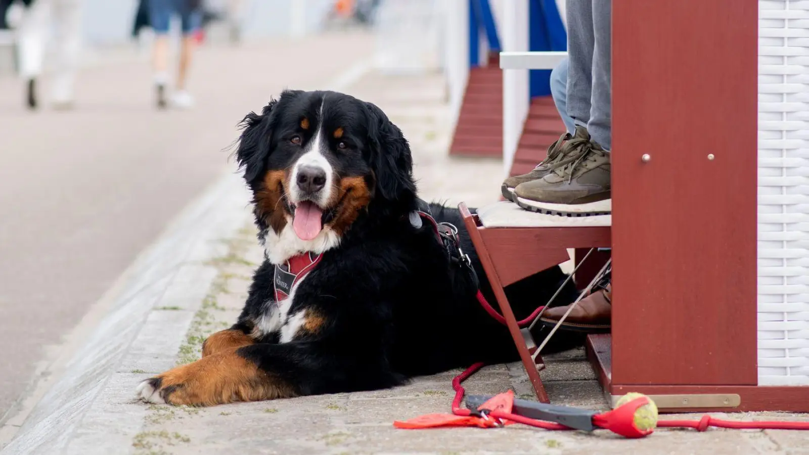 Damit der Urlaub auch für den Hund erholsam wird, sollte das Reiseziel zu seinen Bedürfnissen passen. (Foto: Hauke-Christian Dittrich/dpa/dpa-tmn)