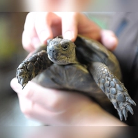 Die Schildkröte konnte schnell in die Obhut ihres Besitzers zurückkehren. (Symbolbild) (Foto: Dominique Leppin/dpa)