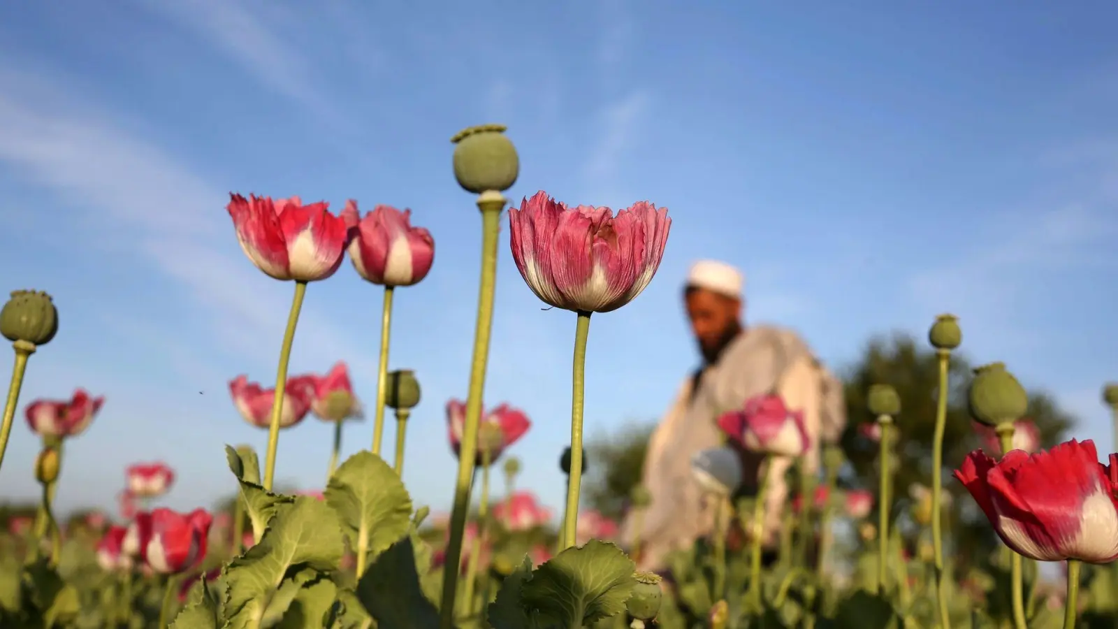 Der Opiumanbau ist in Afghanistan nach UN-Angaben im vergangenen Jahr wieder stark angestiegen. (Archivbild) (Foto: Rahmat Gul/AP/dpa)