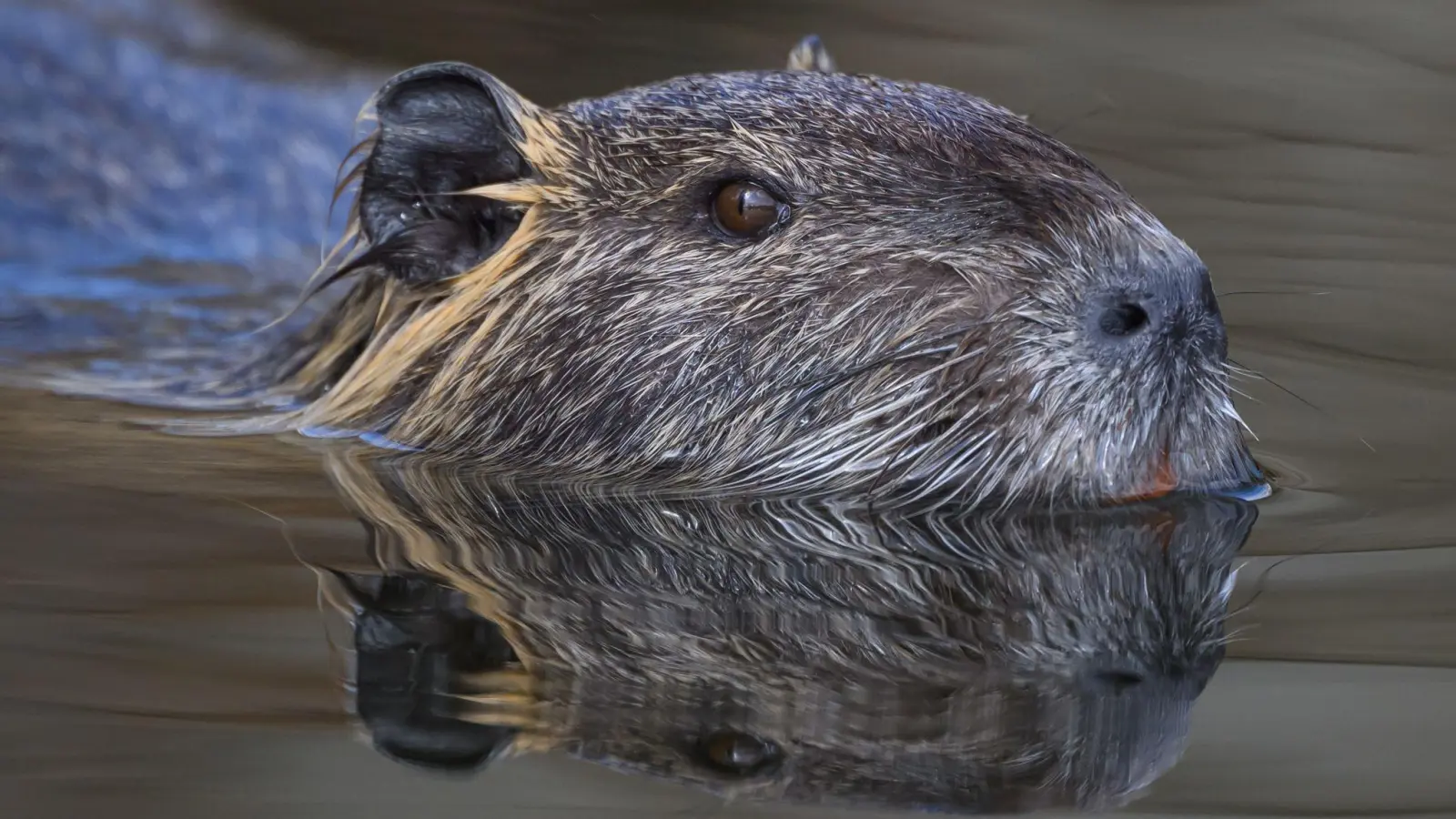 Die Nutria ist eine aus Südamerika stammende und in Mitteleuropa eingebürgerte Nagetierart. (Archivbild) (Foto: Patrick Pleul/dpa/ZB)