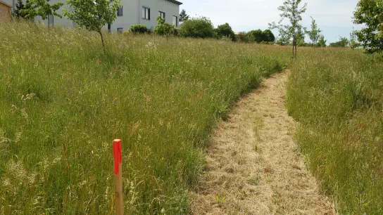 Dieser Pfosten mit roter Spitze ist einer von vielen Exemplaren, die zwischen dem Baugebiet Klinger und Kleinerlbach im Erdreich stecken und den möglichen Verlauf einer Ostspange zeigen. (Foto: Christa Frühwald)