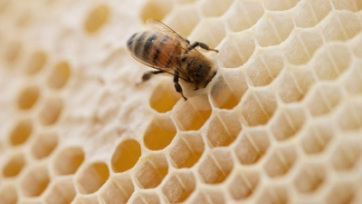 Eine Biene steckt ihren Kopf in den Hohlraum einer Bienenwabe. (Foto: Friso Gentsch/dpa)