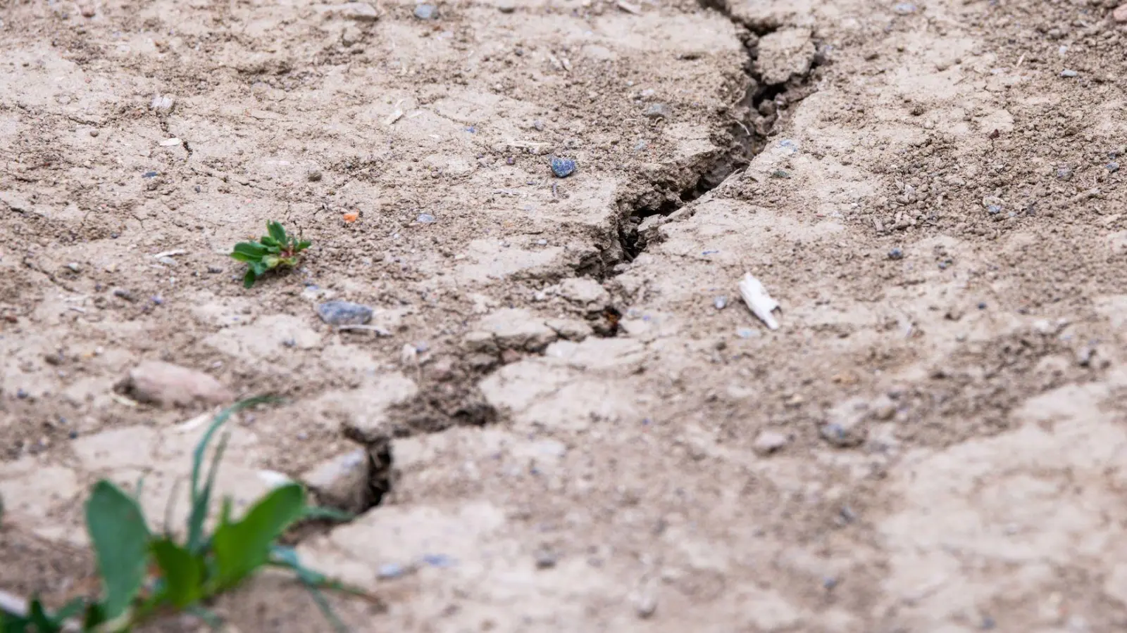 Dieser Tage zeigt sich wieder einmal sehr eindringlich, was etwa Dürre der Landwirtschaft antut. (Illustration) (Foto: Jens Büttner/dpa)