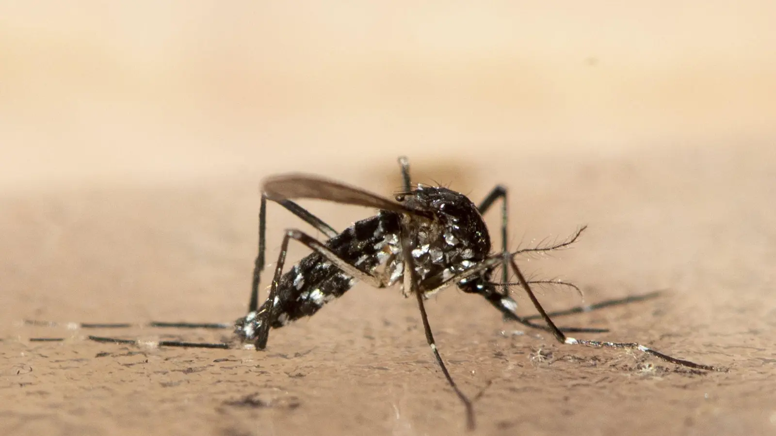 Der Klimawandel sorgt dafür, dass sich immer mehr Stechmücken aus dem Süden auch in Deutschland wohlfühlen. (Foto: Ennio Leanza/KEYSTONE/dpa)