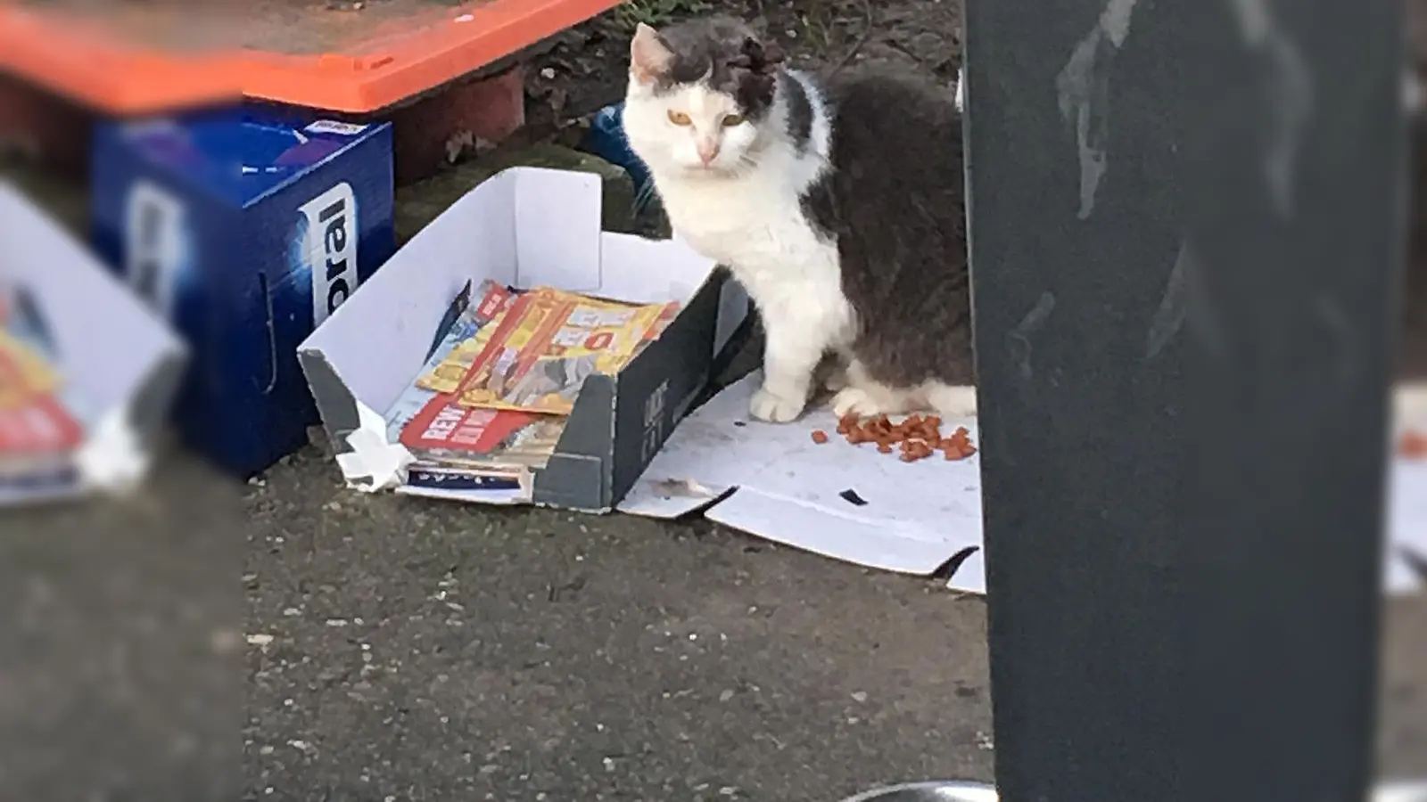 Eine Katze sitzt neben Müll auf dem Boden. In Mannheim wird derzeit darüber diskutiert, wie man das Katzenleid am bestem bekämpft. (Foto: --/privat/dpa)