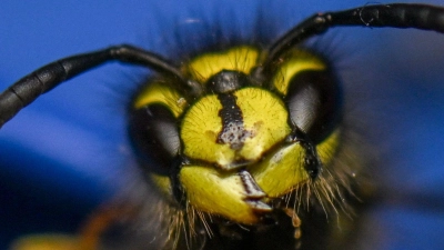 Eine Immuntherapie kann vor schweren allergischen Reaktionen auf Insektengift schützen. ( (Foto: Hendrik Schmidt/dpa)
