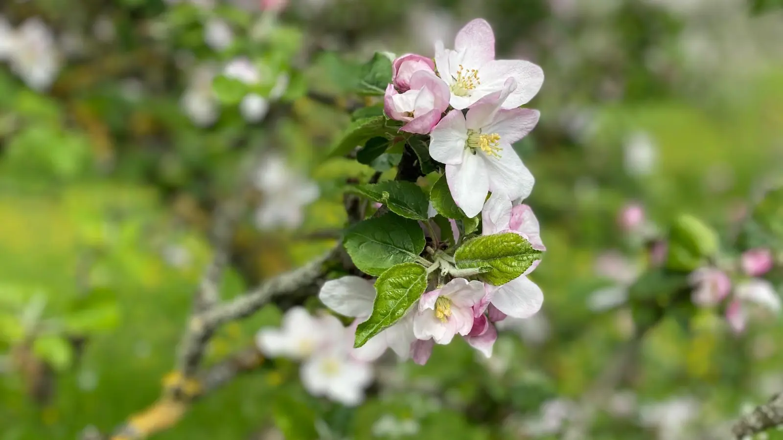 Überall blühen die Obstbäume, doch in Dinkelsbühl sind über 40 Bäume abgestorben.  (Foto: Manfred Blendinger)