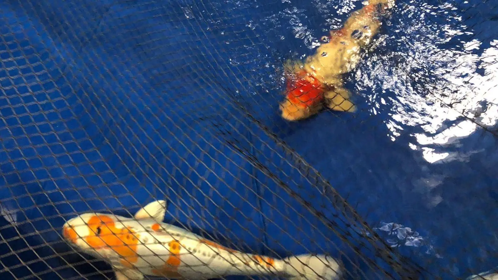 Kürzlich noch munter im Gartenteich, jetzt verschwunden: Koi und Co. (Symbolbild: Zoo Berlin/dpa)