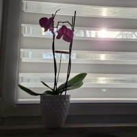 Die Wintersonne gibt Bettina M. Hoffnung. Um aus der Depression herauszufinden, muss sie sehr auf sich achten. (Foto: Daniela Ramsauer)