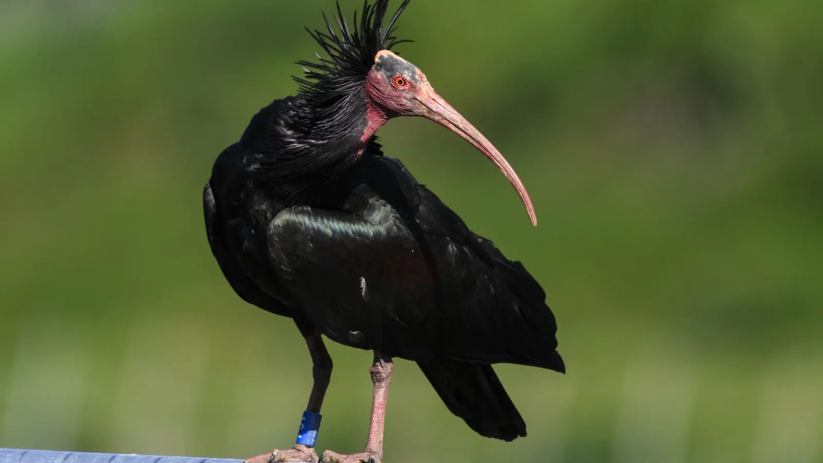 Ein junges Waldrapp-Weibchen kommt zum Bodensee zurück. (Foto: Felix Kästle/dpa)