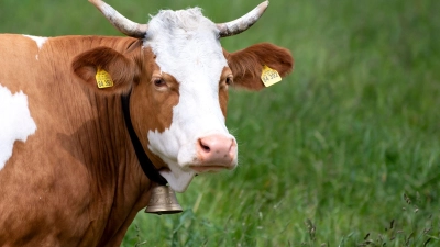 Ausgebüxte Kühe haben am Montagmorgen für einen Polizeieinsatz gesorgt. Die Tiere liefen zwischen Feuchtwangens Stadtteil Archshofen und der Autobahn 6 frei herum. (Symbolbild: Sven Hoppe/dpa/)