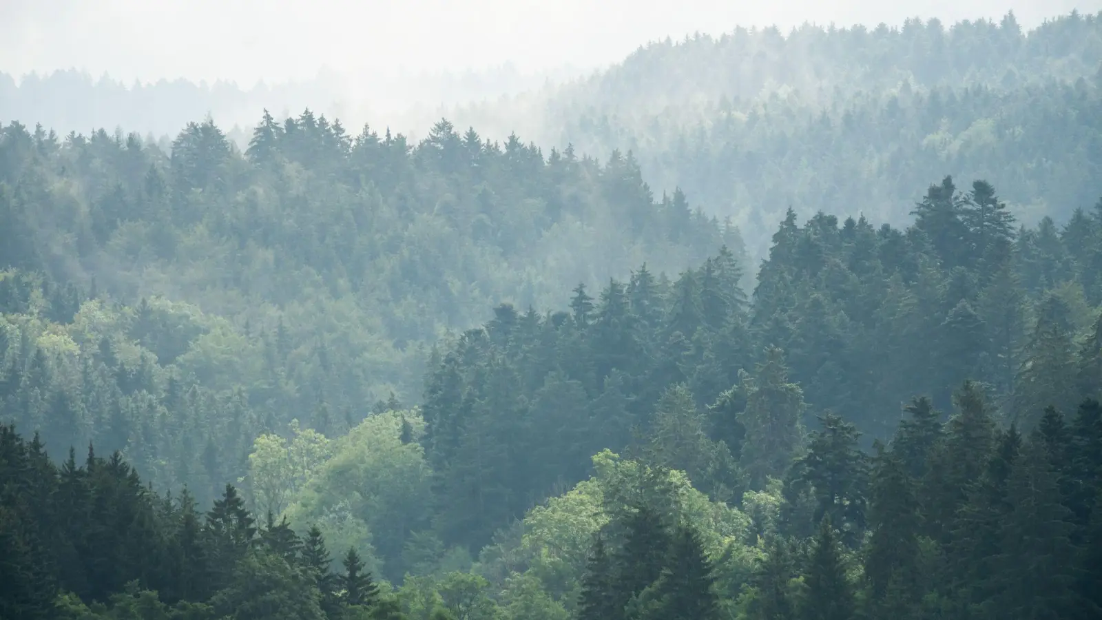Zur Wochenmitte hat das verregnete Wetter voraussichtlich ein Ende.  (Foto: Silas Stein/dpa)