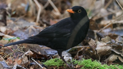 Die Amsel ist ein häufiger Gast in Gärten, doch mancherorts zeigt sie sich seltener. (Symbolbild) (Foto: Oliver Berg/dpa)