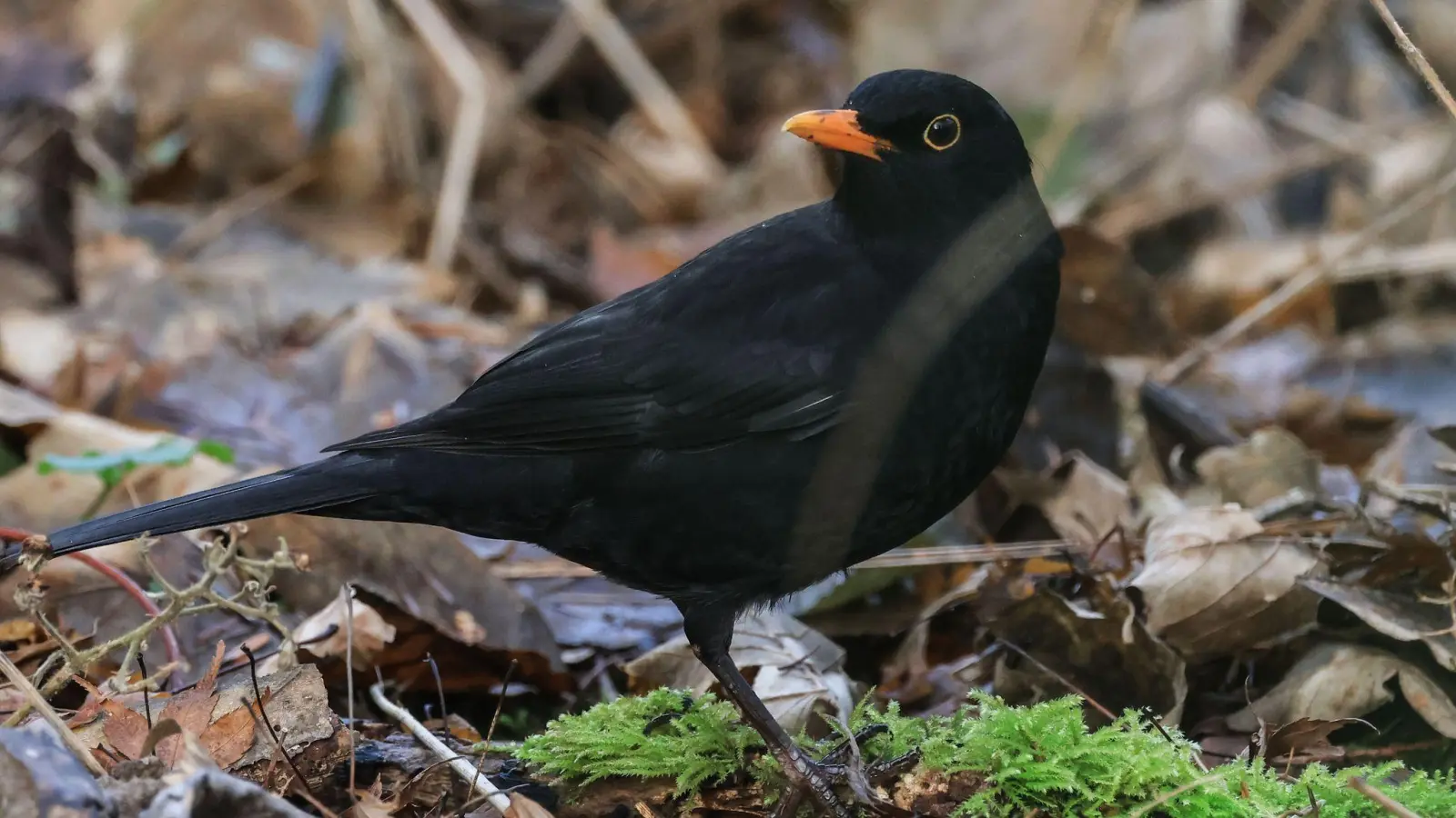 Die Amsel ist ein häufiger Gast in Gärten, doch mancherorts zeigt sie sich seltener. (Symbolbild) (Foto: Oliver Berg/dpa)