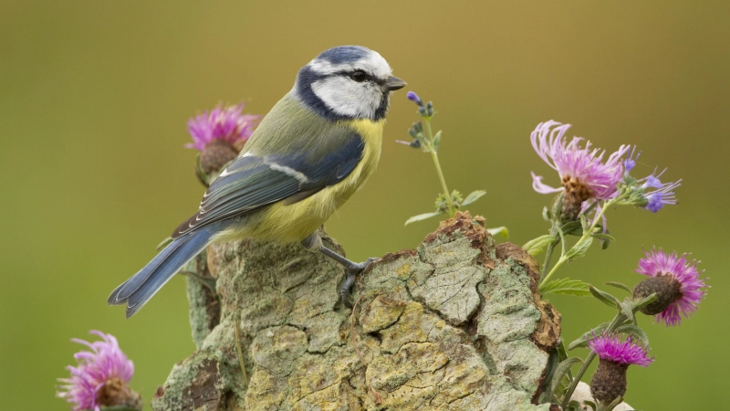 Blaumeise  (Foto: Rosl Roessner)