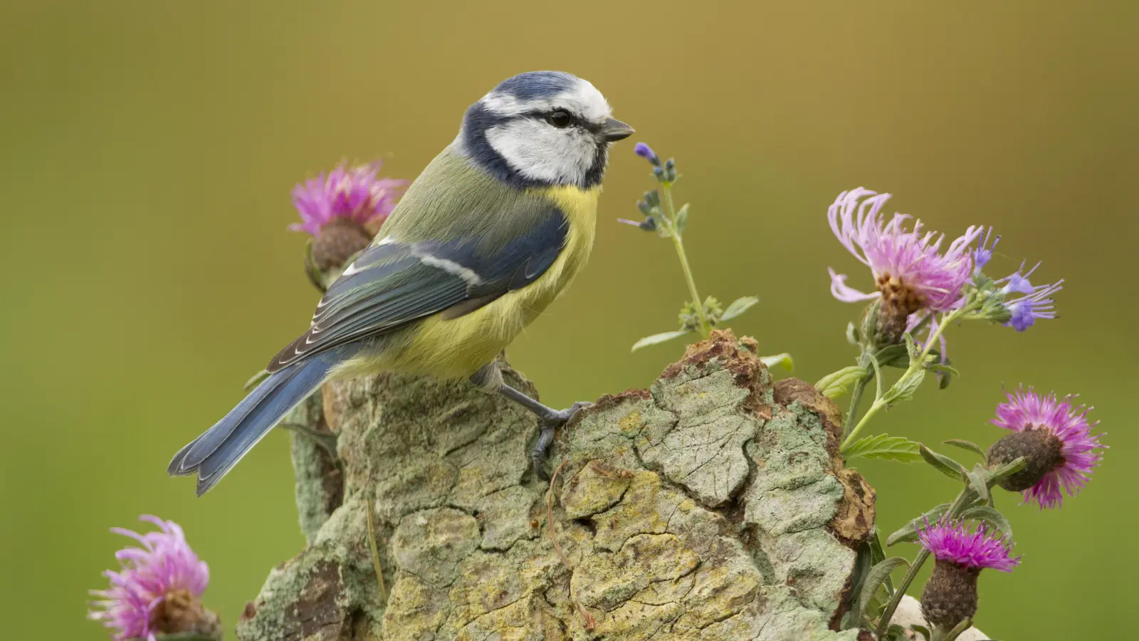 Blaumeise  (Foto: Rosl Roessner)