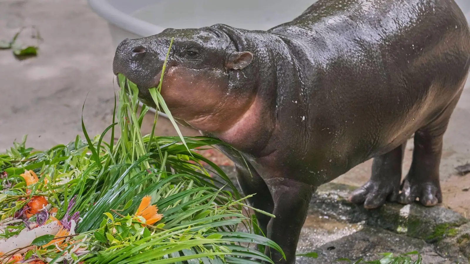 Moo Deng bekam zum ersten Geburtstag einen „Kuchen” aus Früchten und Gemüse. (Foto: Sakchai Lalit/AP/dpa)