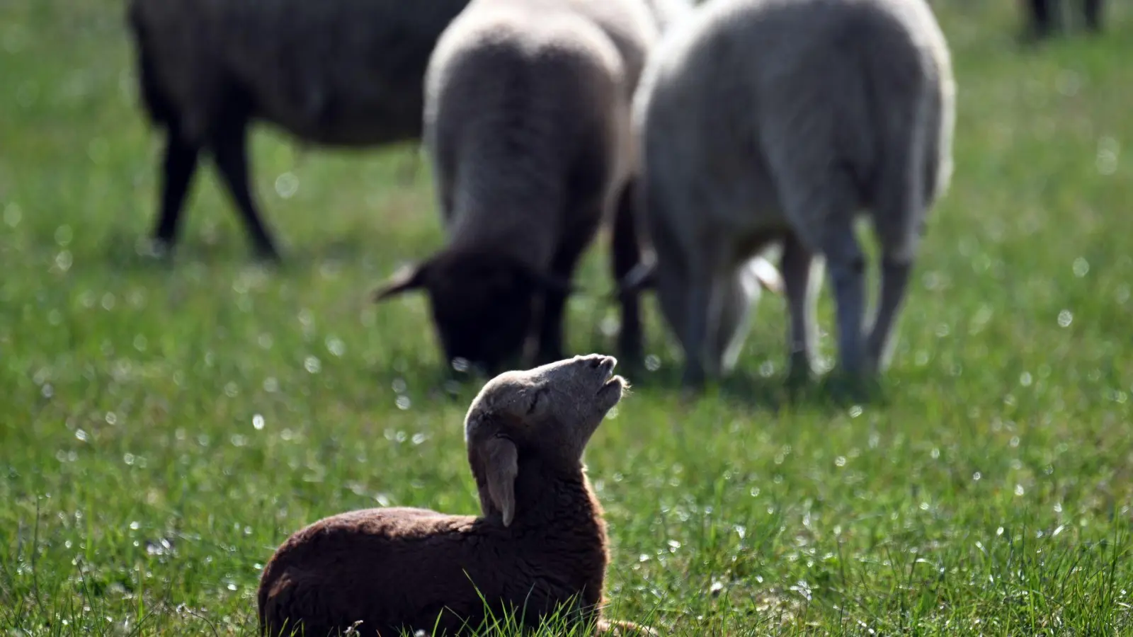 Kleinere Tiere wie Lämmer kann ein Goldschakal leicht erbeuten. (Symbolbild) (Foto: Federico Gambarini/dpa)