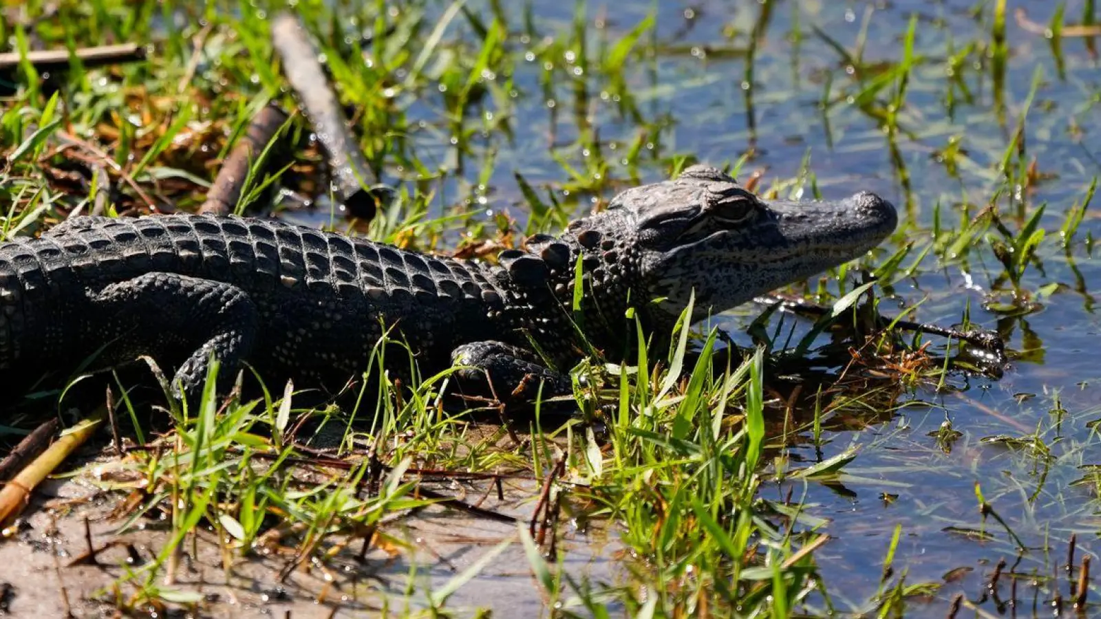 Ein Baby-Alligator wie dieser wurde offenbar in Vechta gesichtet. (Archivbild) (Foto: Gerald Herbert/AP)