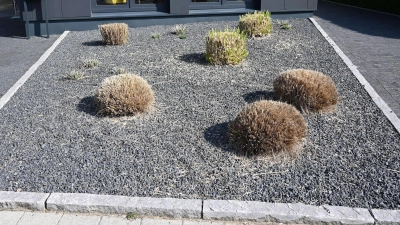 Tristesse und Umweltsünde: Pflanzen ragen aus einem Vorgarten mit grauen und schwarzen Kieselsteinen. (Foto: Carmen Jaspersen/dpa)
