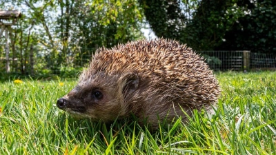 Weniger mähen, mehr Leben: Ein naturnaher Rasen wird zum Rückzugsort für viele Tiere. (Foto: Armin Weigel/dpa/dpa-tmn)