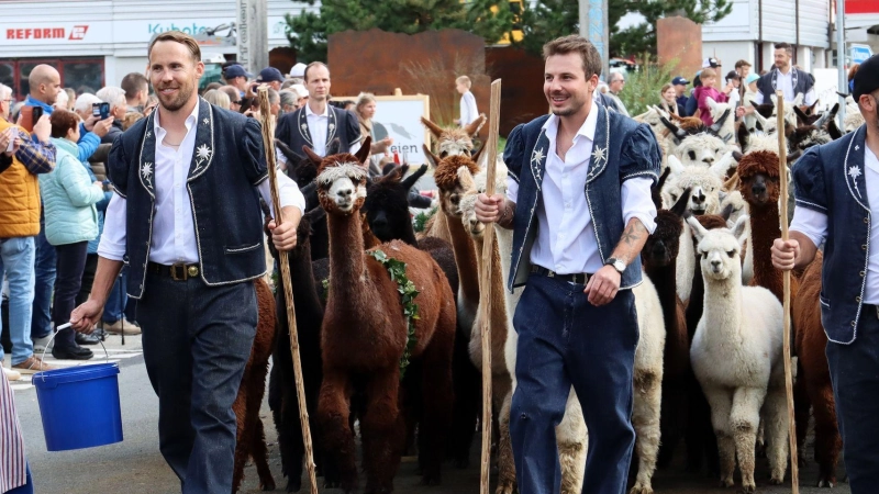 Auch Alpakas sind dabei: Alpabzug in Plaffeien. (Foto: Verena Wolff/dpa-tmn)