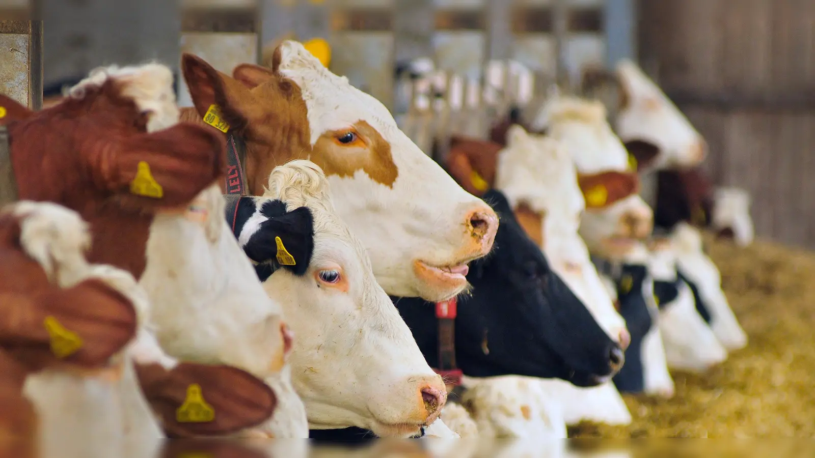 Nicht überall haben Kühe ihre Ruhe. In einem Bauernhof in Wüstendorf geschehen seltsame Dinge. (Symbolbild: Jim Albright)