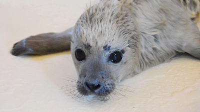 Der kleine Heuler Bosse ist als erster Heuler der diesjährigen Geburtensaison in der Seehundstation Friedrichskoog aufgenommen worden. (Foto: Seehundstation Friedrichskoog/dpa)