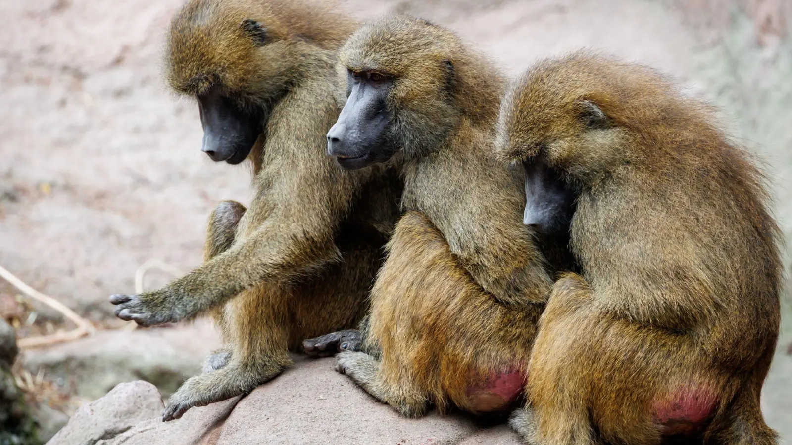 Der Tiergarten hatte aus Platzmangel im Juli zwölf gesunde Paviane getötet. Aus Sicht von Tierschutz- und Tierrechtsorganisationen verstößt das gegen das Tierschutzgesetz (Archivbild). (Foto: Daniel Karmann/dpa)