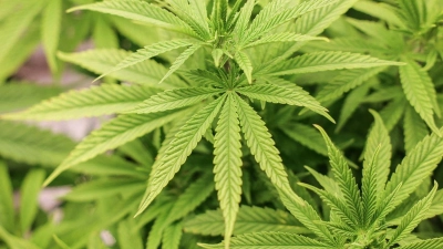 Der Branchenverband Cannabiswirtschaft warnt, mit den geplanten strengeren Regeln für den legalen Anbau von Cannabis in Vereinen wäre es schwerer, eine Produktion aufzubauen. (Foto: Christian Charisius/dpa)