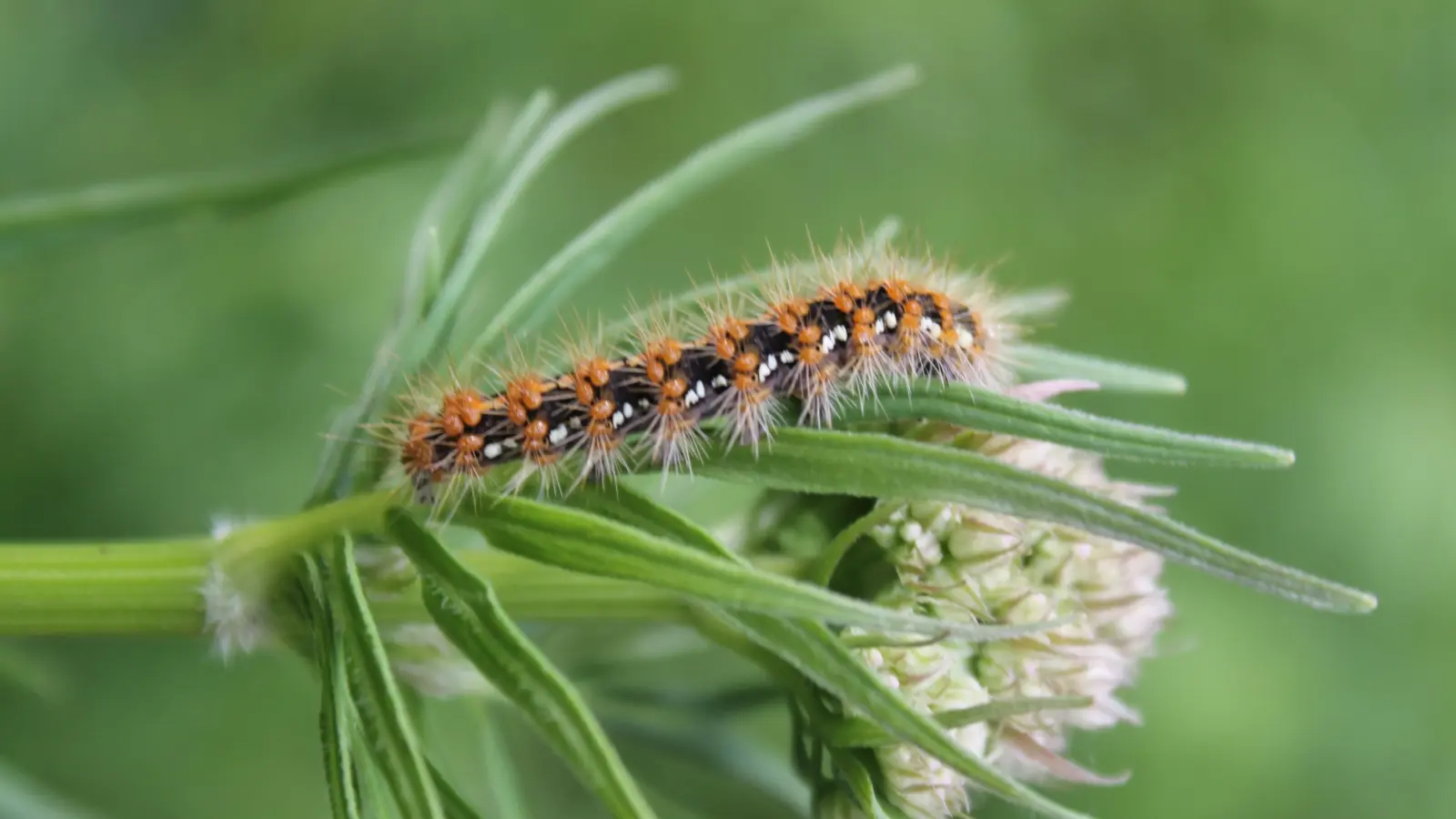 Die Raupe des Jahresschmetterlings 2025 ist durchaus ein Blickfang – wenn man das Glück hat, eine zu entdecken. (Foto: Richard Ittner)