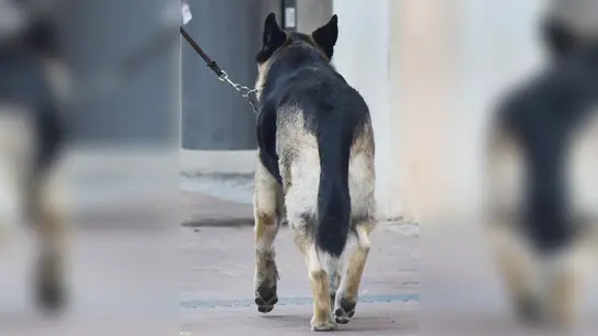 Weil sein Herrchen im Krankenhaus liegt, musste die Polizei einen Schäferhund vorläufig in ein Tierheim bringen (Symbolbild). (Foto: Jim Albright)