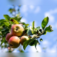 Fränkische Äpfel sind nach Angaben der Obstbauern in diesem Jahr von schöner Farbe. Doch die Erntemenge ist mager. (Symbolbild) (Foto: Pia Bayer/dpa)