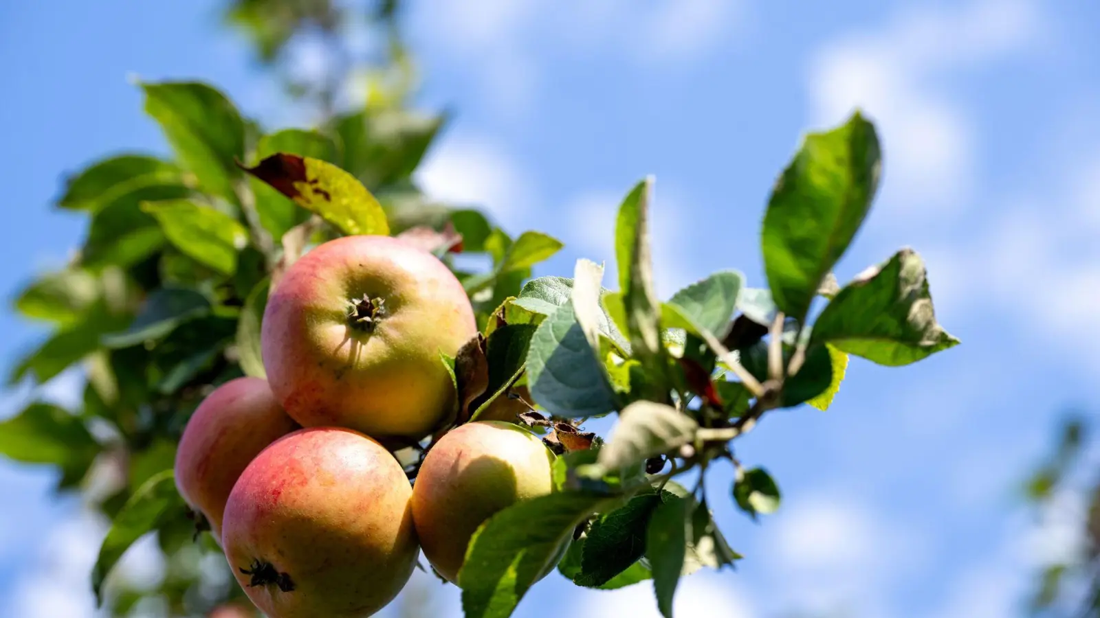 Fränkische Äpfel sind nach Angaben der Obstbauern in diesem Jahr von schöner Farbe. Doch die Erntemenge ist mager. (Symbolbild) (Foto: Pia Bayer/dpa)