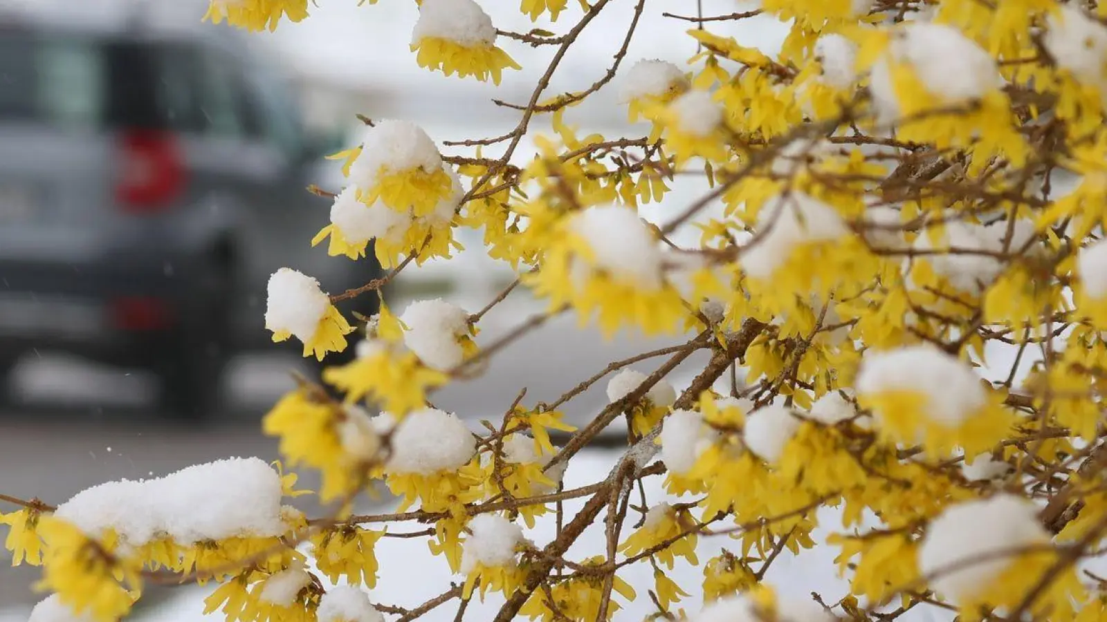 Ein Auto fährt hinter schneebedeckten Forsythienblüten entlang. (Foto: Karl-Josef Hildenbrand/dpa)
