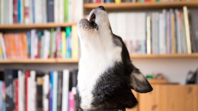Viele Hunde machen bei Trennungsschmerz laut auf ihre missliche Lage aufmerksam. (Foto: Florian Schuh/dpa-tmn)