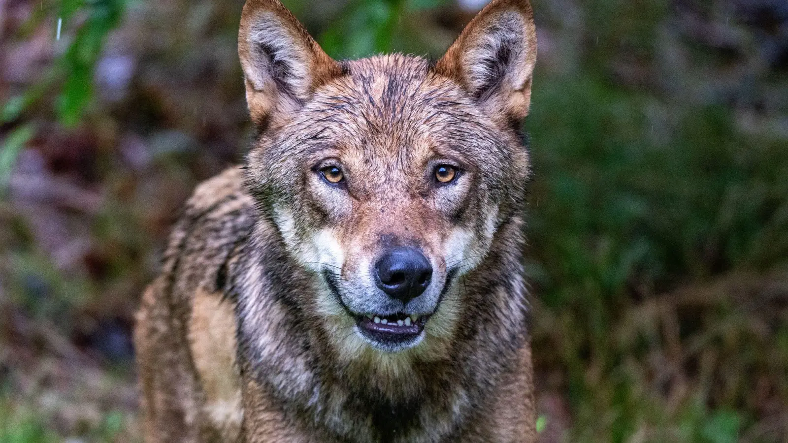 Die Debatte um die Bejagung des Wolfs geht weiter. Tirol will einen regulären Abschuss. (Foto: Armin Weigel/dpa)