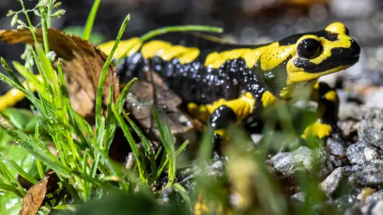 Ein Feuersalamander kriecht über den Waldboden. Die Trockenheit macht dem schwarz-gelben Amphibien und seinem Nachwuchs zu schaffen. (Foto: Boris Roessler/dpa)
