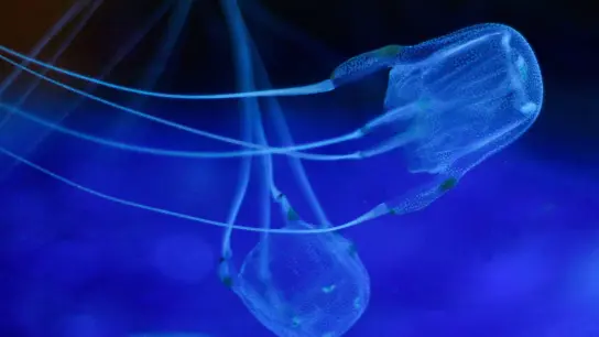 Zwei Würfelquallen beim Schwimmen im Two Oceans Aquarium. Sie gehören zur Gruppe der Seewespen. Diese gelten als die giftigsten Tiere der Welt. Ihre Nesselzellen können einen Menschen innerhalb weniger Minuten töten. (Foto: Nic Bothma/EPA/dpa)