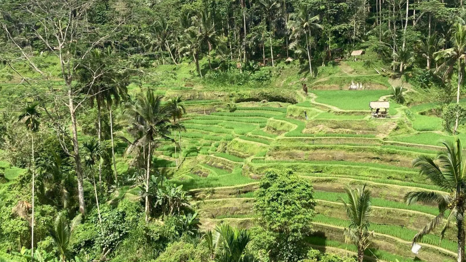 Blick auf die berühmten Reisfelder auf der indonesischen Urlaubsinsel Bali. (Foto: Carola Frentzen/dpa)