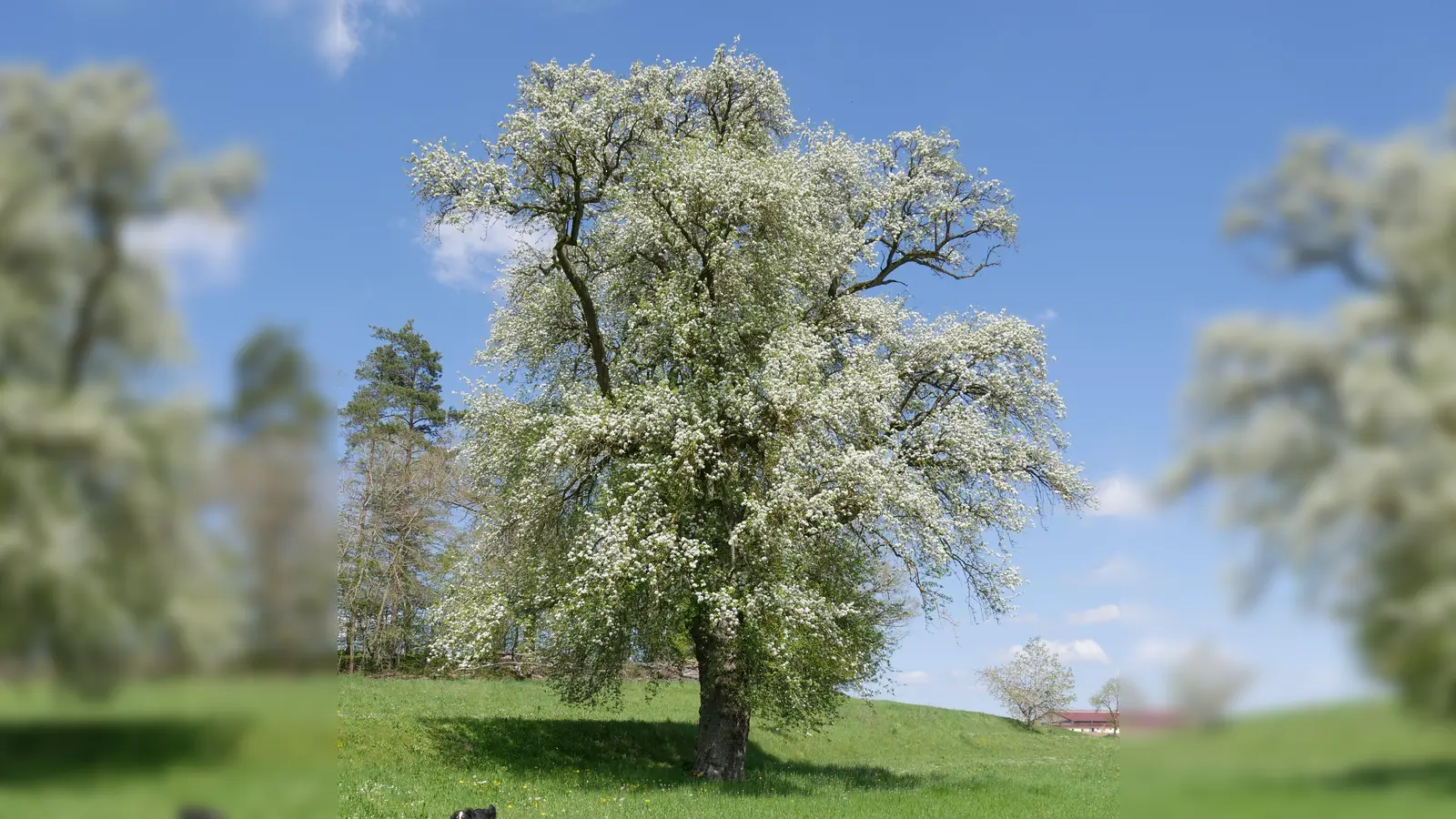 Bei Klausaurach steht dieser imposante Birnbaum. Ob es sich, wie die Tafel am Baum behauptet, um den größten in Franken handelt, ist nicht gesichert. Aber der größte in Mittelfranken ist er wohl auf alle Fälle. (Foto: Ulli Ganter)