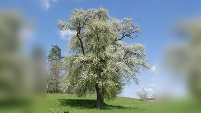 Bei Klausaurach steht dieser imposante Birnbaum. Ob es sich, wie die Tafel am Baum behauptet, um den größten in Franken handelt, ist nicht gesichert. Aber der größte in Mittelfranken ist er wohl auf alle Fälle. (Foto: Ulli Ganter)