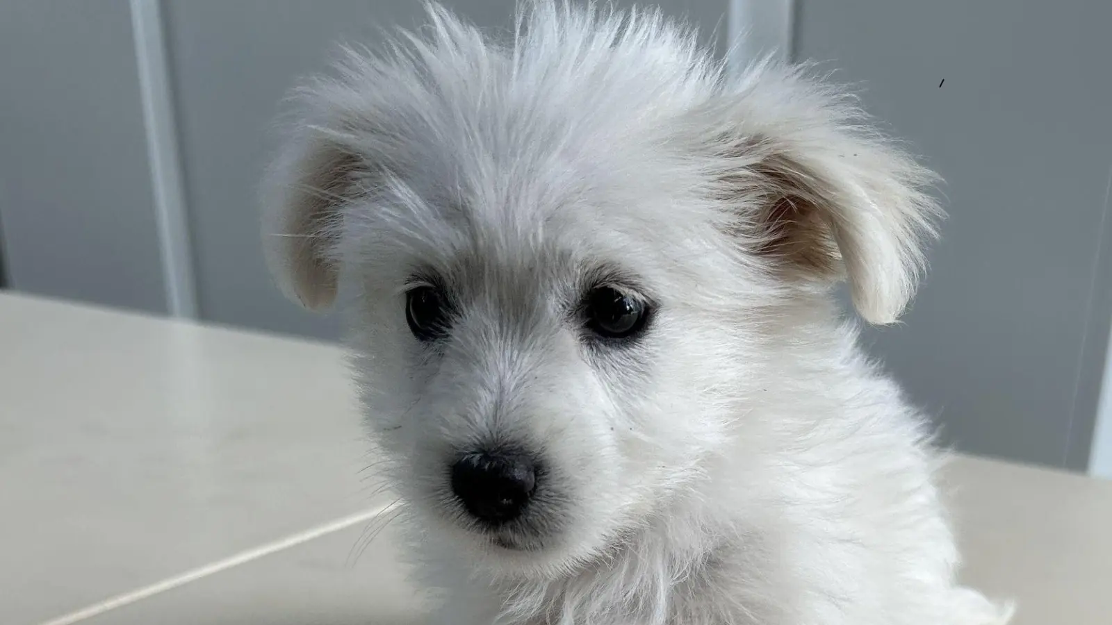 Der kleine Hund wird seine nächste Zeit im Tierheim verbringen müssen. (Foto: -/Hauptzollamt Augsburg/dpa)