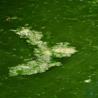 In mehreren Gewässern im Landkreis Weilheim-Schongau warnt das Gesundheitsamt vor Blaualgen. (Symbolbild) (Foto: Nicolas Armer/dpa)