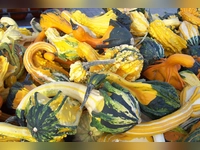 Bunte Herbststimmung ... - gesehen in Uehlfeld (Foto: Cornelia Voigt)
