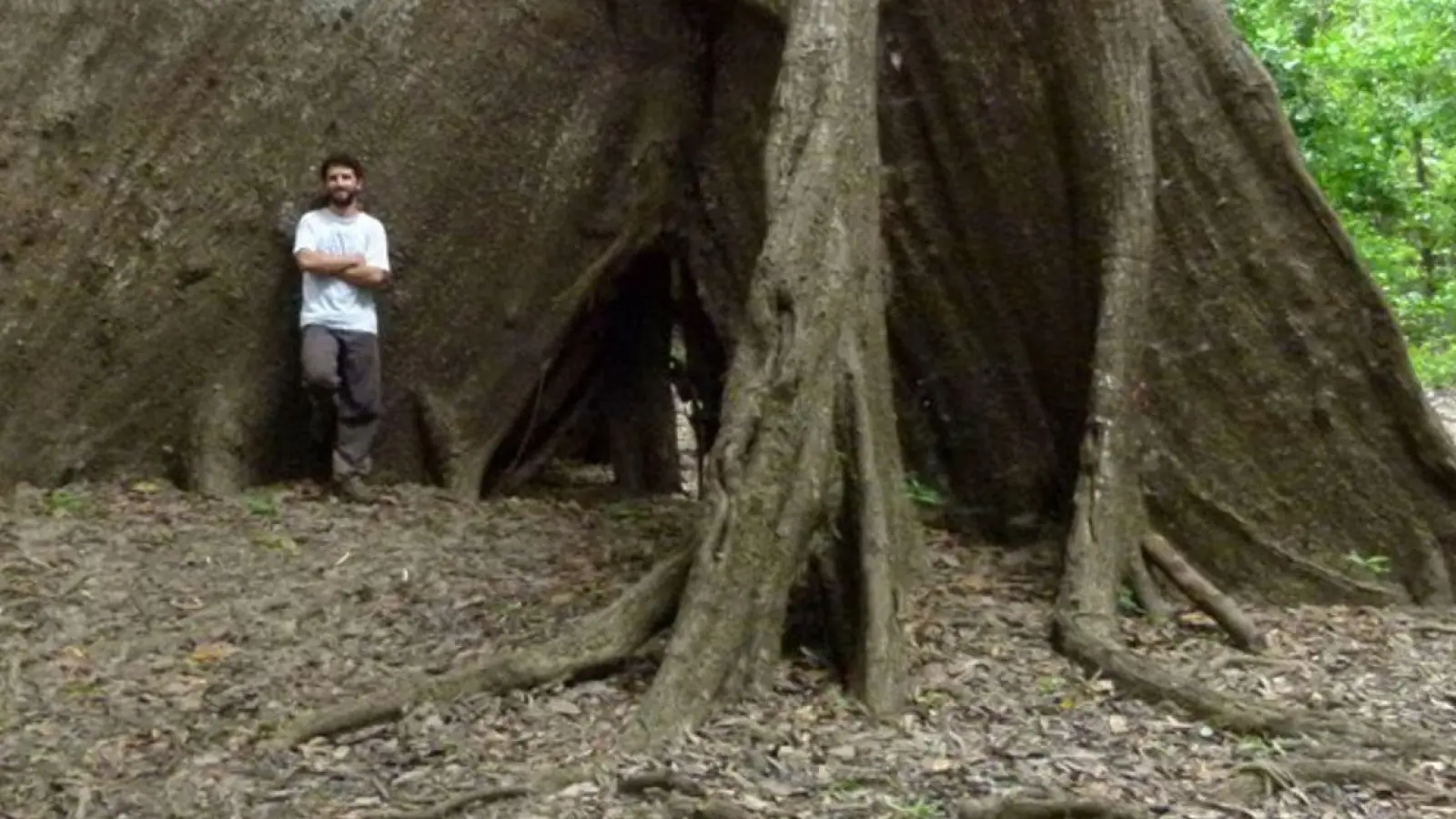An Regenwaldbäumen ist zu erkennen, welche Spuren längst vergangene Regenfälle hinterlassen haben. (Foto: Bruno B L Cintra/University of Birmingham/dpa)