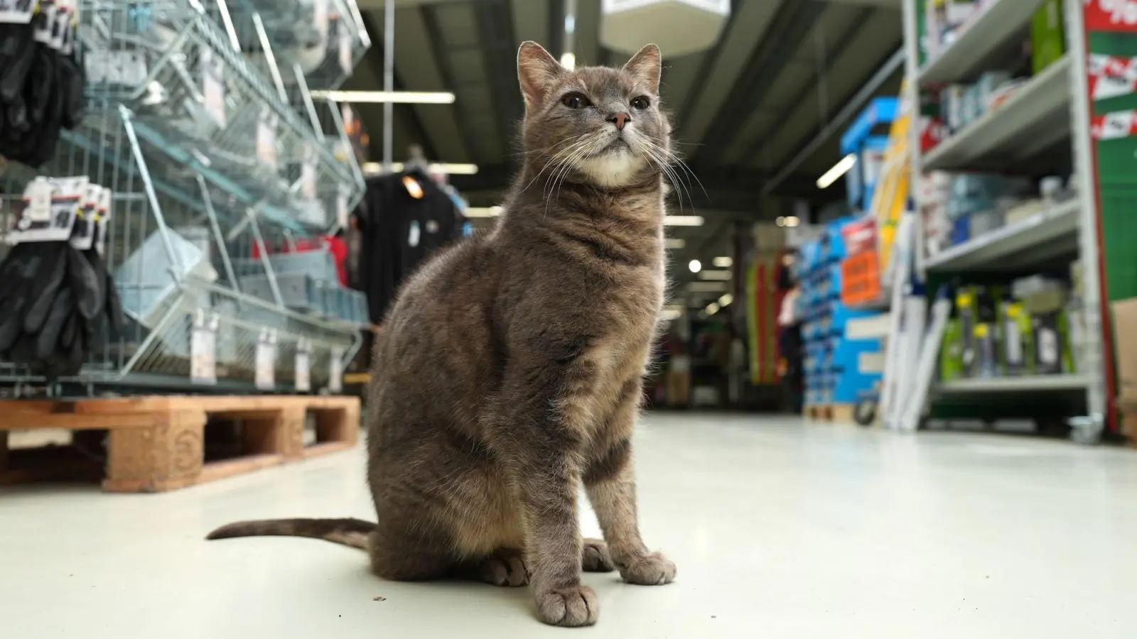 Wenn Lotti nicht auf ihrem Platz döst, geht sie auf Erkundungstour durch den Markt. (Foto: Marcus Brandt/dpa)