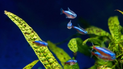 Über glasklares Wasser freuen sich Fischbeobachter - doch davon profitieren auch die Bewohner des Aquariums. (Foto: Andrea Warnecke/dpa-tmn)