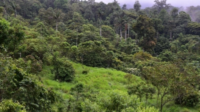 Dieser sich regenerierende Wald war noch vor wenigen Jahren eine Weide. (Foto: Nico Blüthgen/TU Darmstadt/dpa)