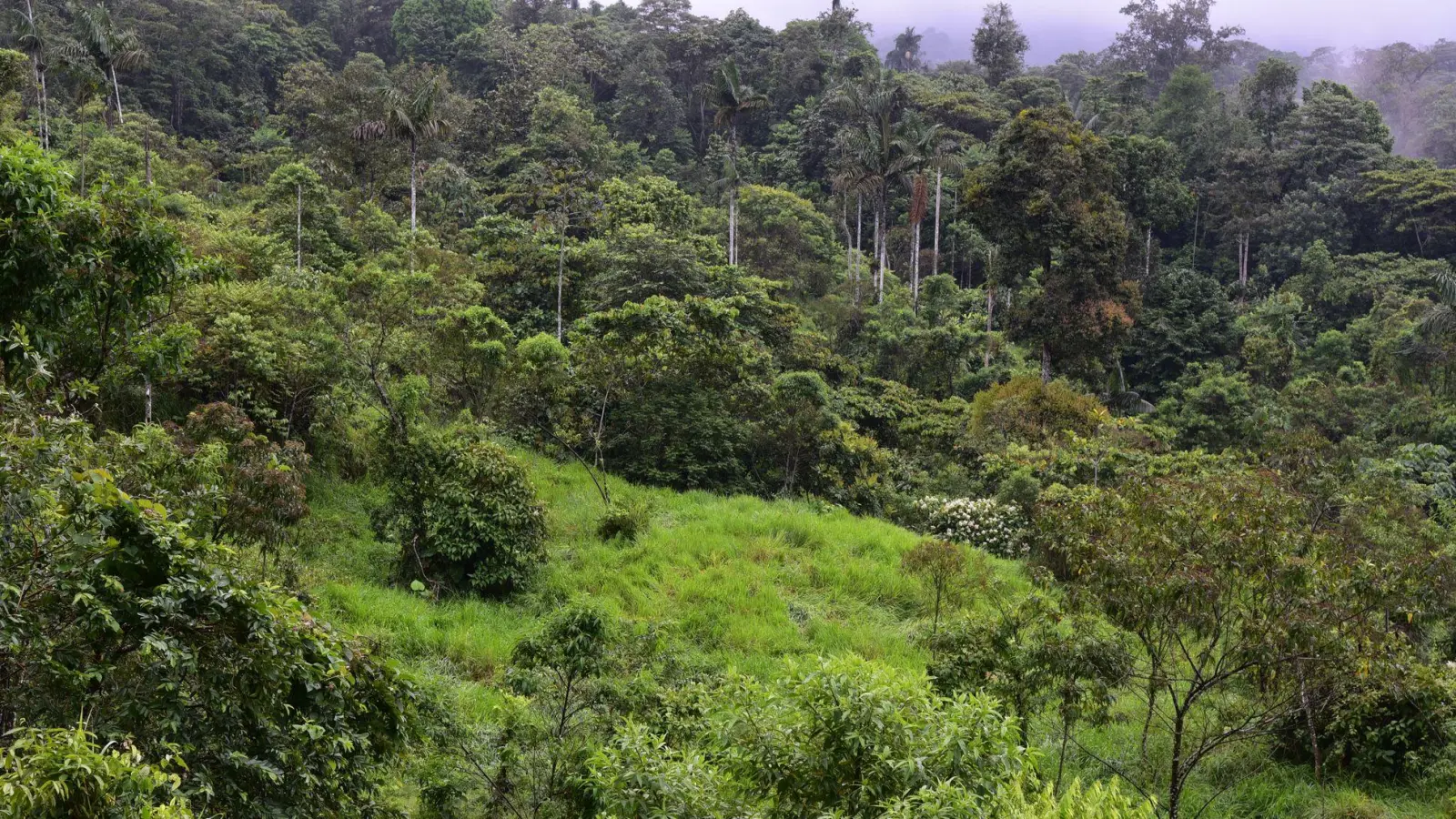 Dieser sich regenerierende Wald war noch vor wenigen Jahren eine Weide. (Foto: Nico Blüthgen/TU Darmstadt/dpa)